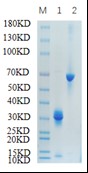 Reducing 12% SDS-PAGE analysis profile of purified APOE<br />1. APOE<br />2. BSA